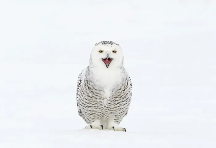 Framed Print : Snowy Owl (Bubo scandiaca) with its beak open. Canada, February Framed Print : Snowy Owl (Bubo scandiaca) with its beak open. Canada, February