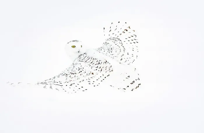 Framed Print : Snowy owl (Bubo scandiaca) female, in flight in winter, Canada. January Framed Print : Snowy owl (Bubo scandiaca) female, in flight in winter, Canada. January