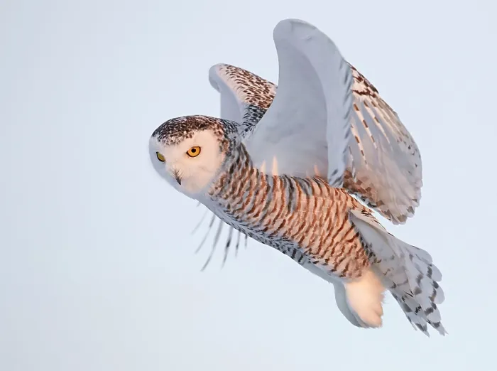 Framed Print : Snowy owl (Bubo scandiaca) female, in flight, Canada. January Framed Print : Snowy owl (Bubo scandiaca) female, in flight, Canada. January