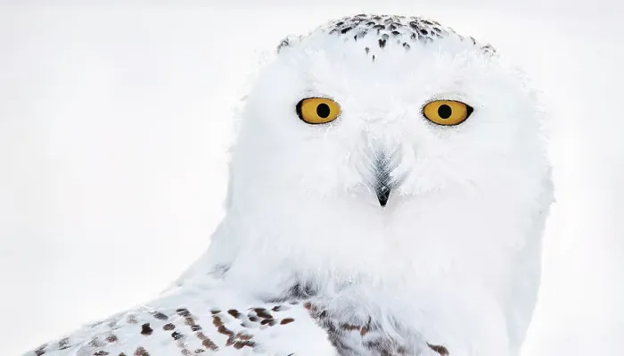 Framed Print : Snowy owl (Bubo scandiaca) female, head portrait, Canada. January Framed Print : Snowy owl (Bubo scandiaca) female, head portrait, Canada. January