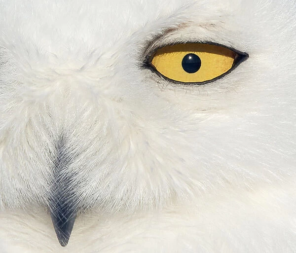 Snowy owl (Bubo scandiaca) female face close up, Canada February