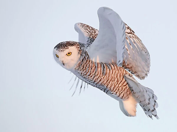Snowy owl (Bubo scandiaca) female, in flight, Canada. January