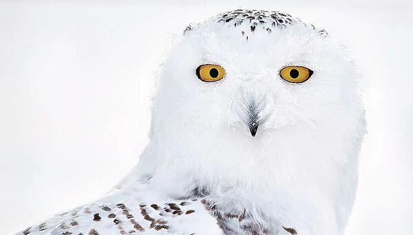 Snowy owl (Bubo scandiaca) female, head portrait, Canada. January