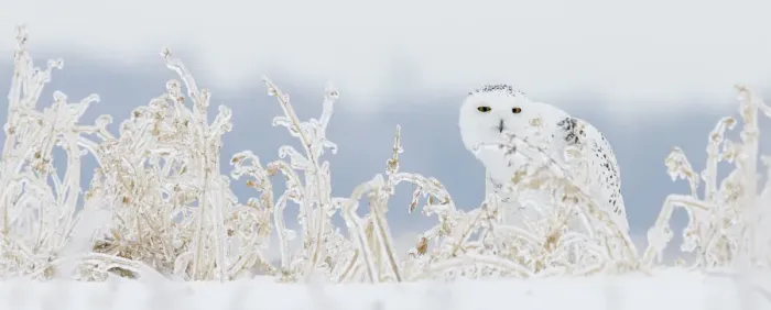 Framed Print : Snowy owl (Bubo scandiaca) female sitting among snow covered vegetation on ground Framed Print : Snowy owl (Bubo scandiaca) female sitting among snow covered vegetation on ground