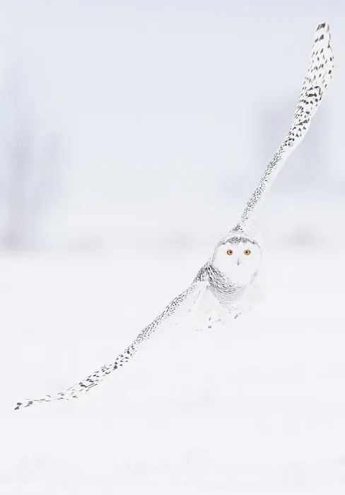 Framed Print : Snowy Owl (Bubo scandiaca) in flight over snow covered landscape, Ottawa, Ontario, Canada, December