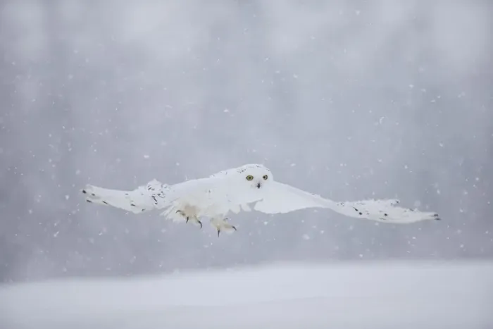 Framed Print : Snowy Owl (Bubo scandiaca) flying low, captive, February Framed Print : Snowy Owl (Bubo scandiaca) flying low, captive, February