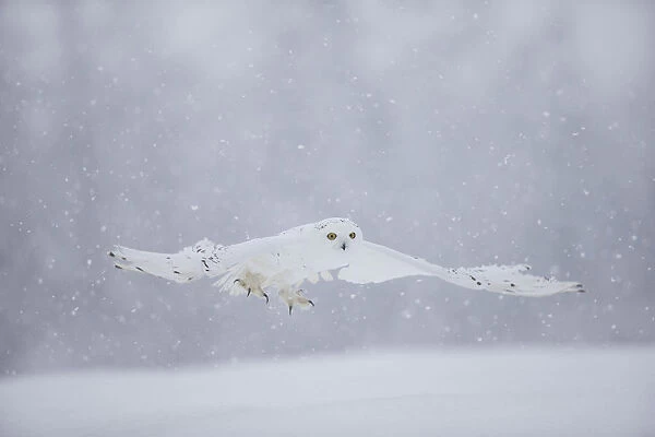 Snowy Owl (Bubo scandiaca) flying low, captive, February