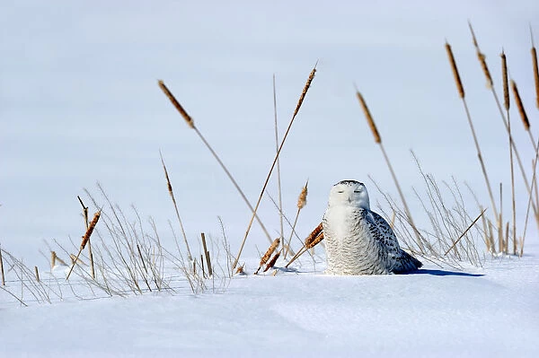 Snowy owl (Bubo scandiaca) on ground, Quebec, Canada, February