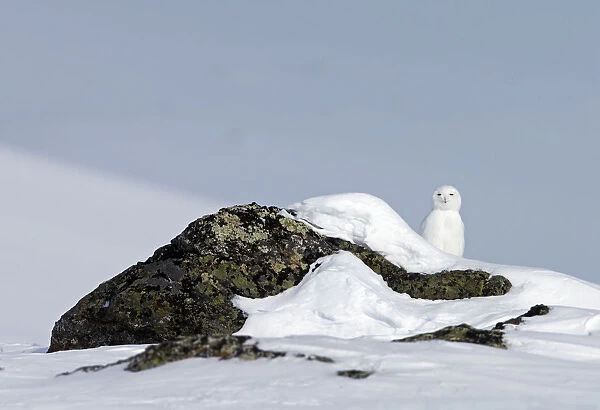 Snowy owl (Bubo scandiaca) in landscape, Utsjoki, Finland, April