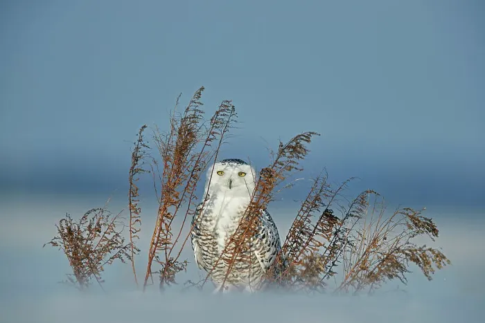 Framed Print : Snowy owl (Bubo scandiaca) standing behind dried plant in snow, Canada. January Framed Print : Snowy owl (Bubo scandiaca) standing behind dried plant in snow, Canada. January