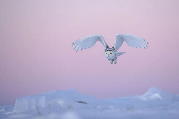 Snowy owl (Bubo scandiaca) taking off over snow, Canada