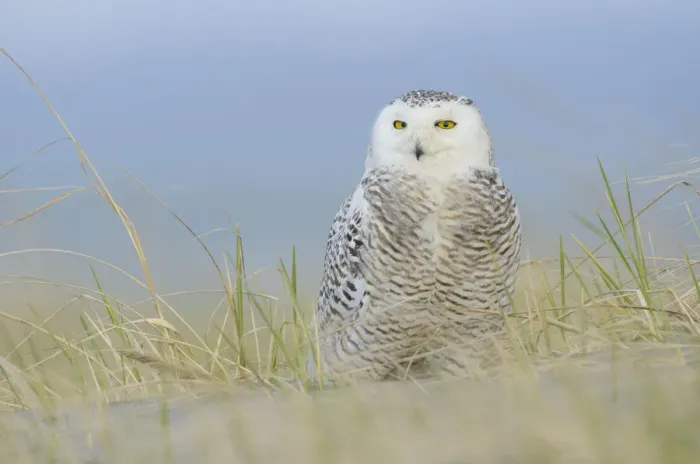 Framed Print : Snowy owl (Bubo scandiacus) on beach. Ocean County, Washington, USA. March Framed Print : Snowy owl (Bubo scandiacus) on beach. Ocean County, Washington, USA. March