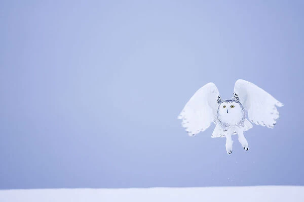 Snowy owl (Bubo scandiacus) female landing in the snow, Quebec, Canada, March