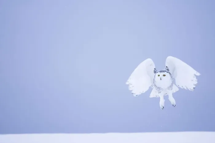 Framed Print : Snowy owl (Bubo scandiacus) female landing in the snow, Quebec, Canada, March Framed Print : Snowy owl (Bubo scandiacus) female landing in the snow, Quebec, Canada, March
