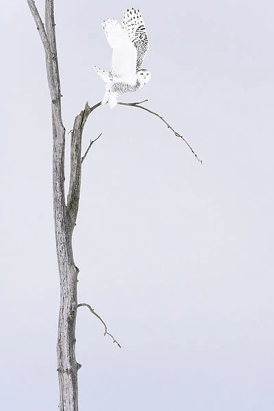 Snowy owl (Bubo scandiacus) Female taking off the winter tree, Quebec, Canada