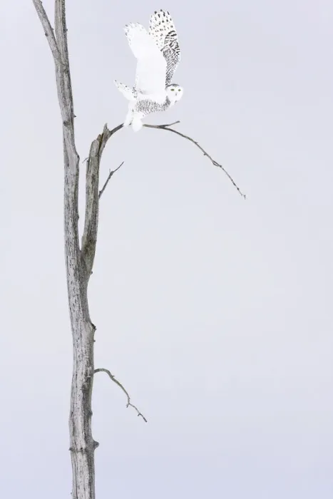 Framed Print : Snowy owl (Bubo scandiacus) Female taking off the winter tree, Quebec, Canada Framed Print : Snowy owl (Bubo scandiacus) Female taking off the winter tree, Quebec, Canada