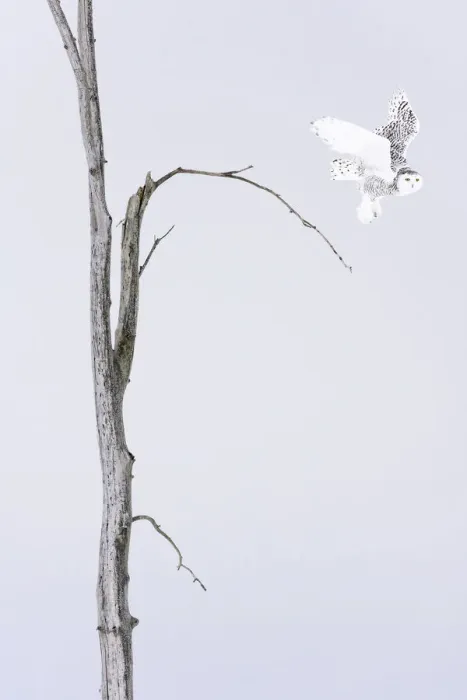 Framed Print : Snowy owl (Bubo scandiacus) Female taking off the winter tree, Quebec, Canada Framed Print : Snowy owl (Bubo scandiacus) Female taking off the winter tree, Quebec, Canada