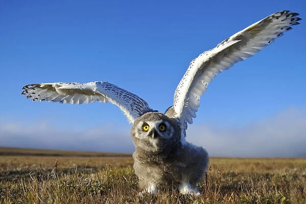 Snowy owl (Bubo scandiacus) fledgling flapping wings, Wrangel Island, Far Eastern Russia