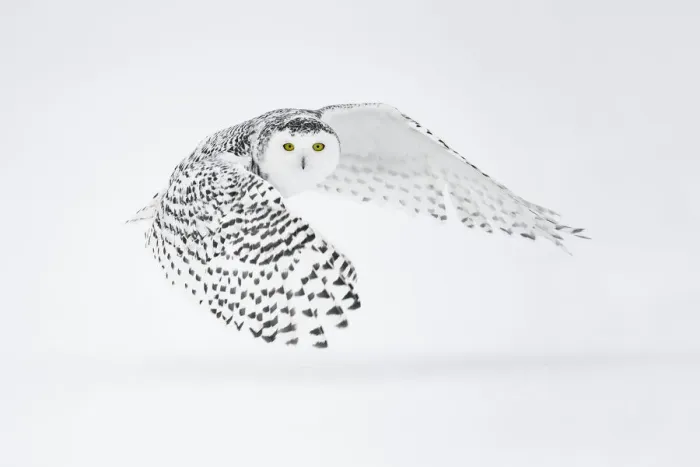 Framed Print : Snowy owl (Bubo scandiacus) in flight, Ontario, Canada, January Framed Print : Snowy owl (Bubo scandiacus) in flight, Ontario, Canada, January