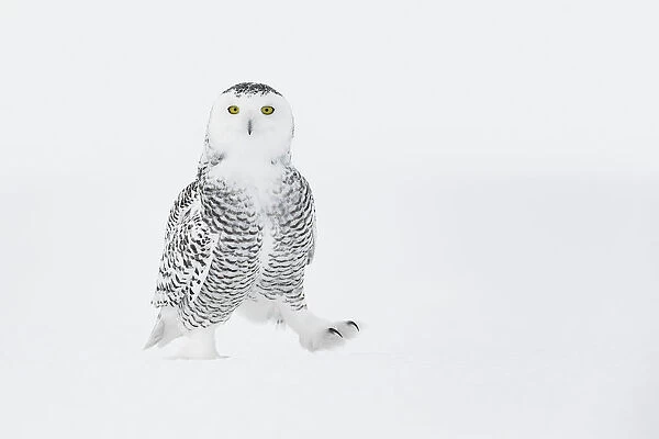 Snowy owl (Bubo scandiacus) walking on ground in snow, one foot raised, Ontario, Canada, January