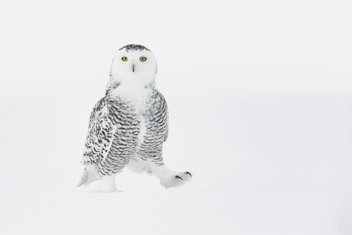 Framed Print : Snowy owl (Bubo scandiacus) walking on ground in snow, one foot raised, Ontario, Canada, January Framed Print : Snowy owl (Bubo scandiacus) walking on ground in snow, one foot raised, Ontario, Canada, January
