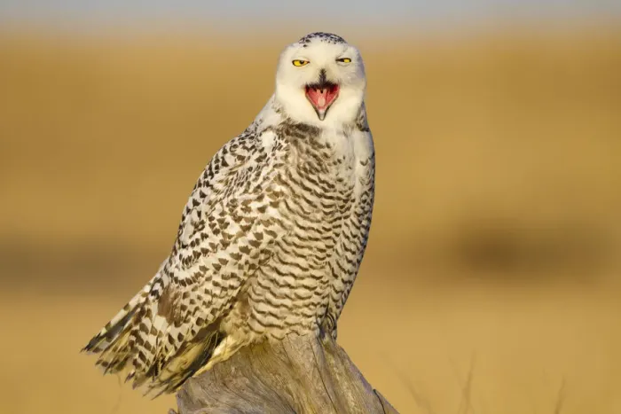 Framed Print : Snowy owl (Bubo scandiacus) yawning or bill-stretching, Grays Harbor County, Washington Framed Print : Snowy owl (Bubo scandiacus) yawning or bill-stretching, Grays Harbor County, Washington