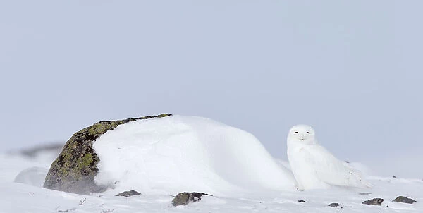Snowy Owl (Nyctea scandiaca) male in snow, Utsjoki, Finland, April