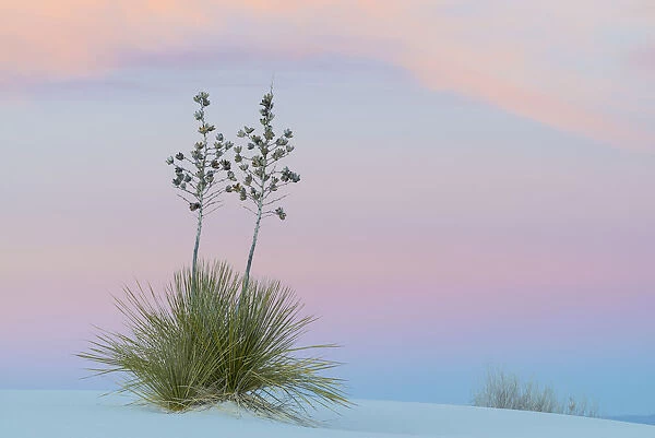 Soaptree yucca (Yucca elata) and twilight sky, showing Belt of Venus (blue of earth's shadow on the atsmophere below pink of sunset). White Sands National Monument, New Mexico, USA. November
