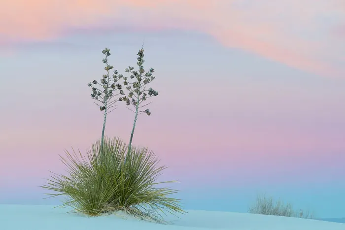 Framed Print : Soaptree yucca (Yucca elata) and twilight sky, showing Belt of Venus (blue of earth's shadow on the atsmophere below pink of sunset). White Sands National Monument, New Mexico, USA. November Framed Print : Soaptree yucca (Yucca elata) and twilight sky, showing Belt of Venus (blue of earth's shadow on the atsmophere below pink of sunset). White Sands National Monument, New Mexico, USA. November