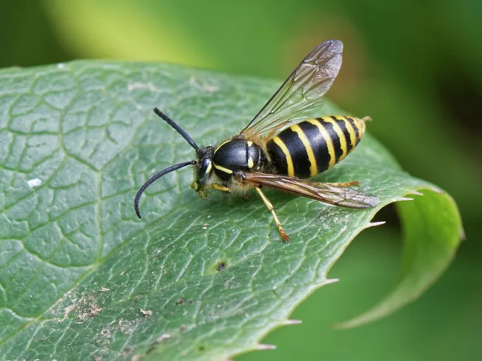 Framed Print : Social wasp (Dolichovespula sp.) male, grooming its front leg while resting on a leaf, Wiltshire garden, UK. July Framed Print : Social wasp (Dolichovespula sp.) male, grooming its front leg while resting on a leaf, Wiltshire garden, UK. July