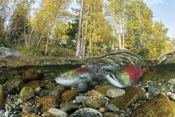 Two Sockeye  /  Red Salmon (Oncorhynchus nerka), female digging riverbed to lay eggs on spawning ground. Trees showing autumnal colours, Adams river, British Columbia, Canada. October