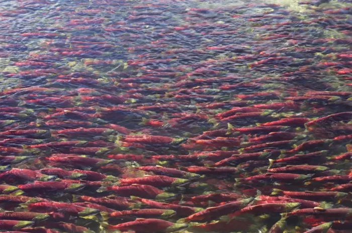 Framed Print : Sockeye / Red Salmon (Oncorhynchus nerka) on spawning migration. Adams River, British Columbia Framed Print : Sockeye / Red Salmon (Oncorhynchus nerka) on spawning migration. Adams River, British Columbia