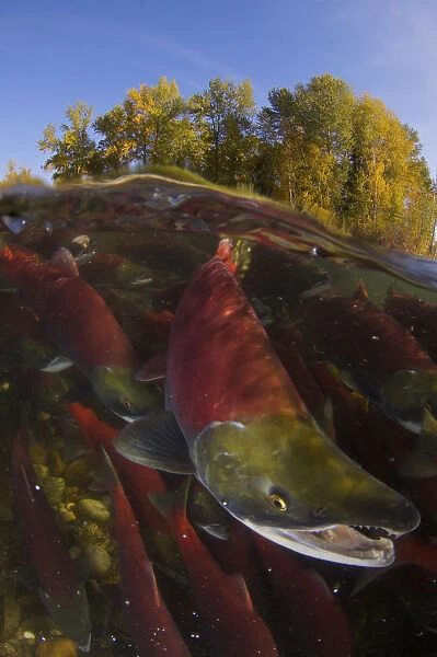 Sockeye salmon (Oncorhynchus nerka) split level view of annual spawning run, Adams River
