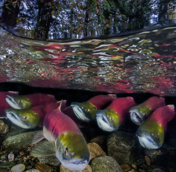 Framed Print : Sockeye salmon (Oncorhynchus nerka) migration, Adams River, British Columbia, Canada Framed Print : Sockeye salmon (Oncorhynchus nerka) migration, Adams River, British Columbia, Canada