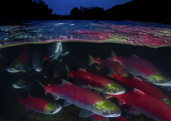 Framed Print : Sockeye salmon (Oncorhynchus nerka) migration, Adams River, British Columbia, Canada