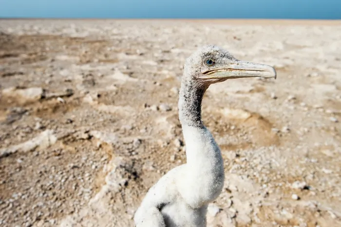 Framed Print : Socotra cormorant (Phalacrocorax nigrogularis) juvenile lost outside the colony, portrait, Rubud Al Sharqiyah, Bahrain Framed Print : Socotra cormorant (Phalacrocorax nigrogularis) juvenile lost outside the colony, portrait, Rubud Al Sharqiyah, Bahrain