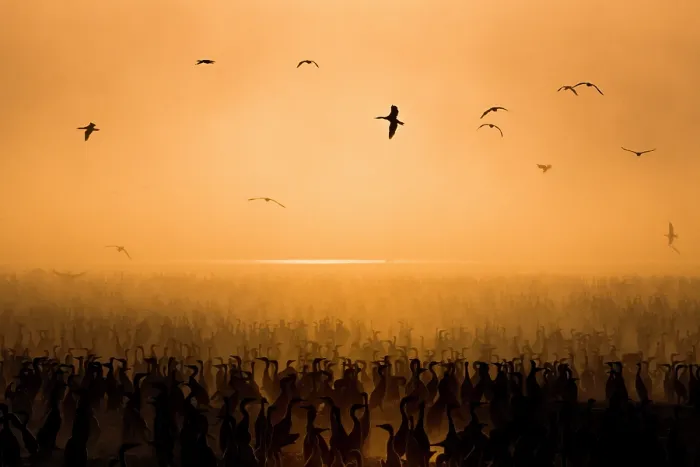 Framed Print : Socotra cormorants (Phalacrocorax nigrogularis) at breeding colony at sunset, Rubud Al Sharqiyah, Bahrain