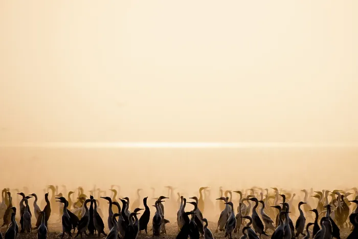 Framed Print : Socotra cormorants (Phalacrocorax nigrogularis) flock at breeding colony, silhouetted at sunrise, Rubud Al Sharqiyah, Bahrain Framed Print : Socotra cormorants (Phalacrocorax nigrogularis) flock at breeding colony, silhouetted at sunrise, Rubud Al Sharqiyah, Bahrain