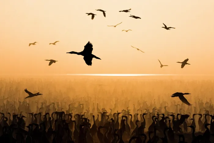 Framed Print : Socotra cormorants (Phalacrocorax nigrogularis) flock coming into feed chicks in the colony, creating a dust storm, Rubud Al Sharqiyah, Bahrain