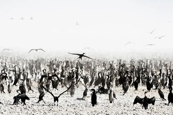 Framed Print : Socotra cormorants (Phalacrocorax nigrogularis) flock coming into feed chicks in the colony, creating a small dust storm, Rubud Al Sharqiyah, Bahrain Framed Print : Socotra cormorants (Phalacrocorax nigrogularis) flock coming into feed chicks in the colony, creating a small dust storm, Rubud Al Sharqiyah, Bahrain