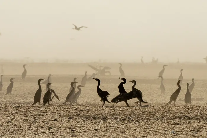 Framed Print : Socotra cormorants (Phalacrocorax nigrogularis) flock squabbling, Rubud Al Sharqiyah, Bahrain Framed Print : Socotra cormorants (Phalacrocorax nigrogularis) flock squabbling, Rubud Al Sharqiyah, Bahrain