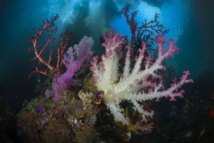Framed Print : Soft coral (Dendronepthya sp) garden, Iris Strait, Triton Bay, Indonesia, Pacific Ocean Framed Print : Soft coral (Dendronepthya sp) garden, Iris Strait, Triton Bay, Indonesia, Pacific Ocean