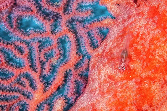 Framed Print : Soft coral ghostgoby (Pleurosicya boldinghi) camouflaged on a Sea fan (Euplexaura sp.) on a coral reef, Misool, Raja Ampat, West Papua, Indonesia, Pacific Ocean Framed Print : Soft coral ghostgoby (Pleurosicya boldinghi) camouflaged on a Sea fan (Euplexaura sp.) on a coral reef, Misool, Raja Ampat, West Papua, Indonesia, Pacific Ocean