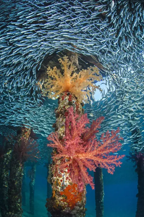 Framed Print : Soft corals (Dendronephthya hemprichi) growing in very shallow water in the shade Framed Print : Soft corals (Dendronephthya hemprichi) growing in very shallow water in the shade