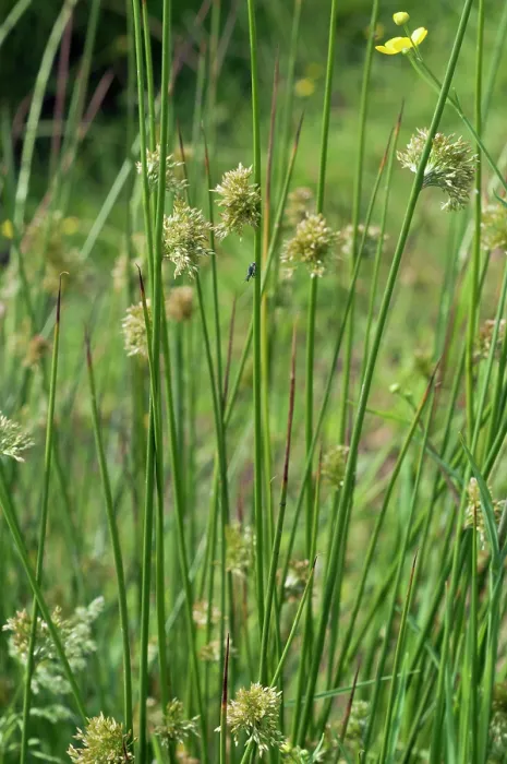 Framed Print : Soft-rush (Juncus effusus), Headley Heath, Surrey, England, UK. June Framed Print : Soft-rush (Juncus effusus), Headley Heath, Surrey, England, UK. June
