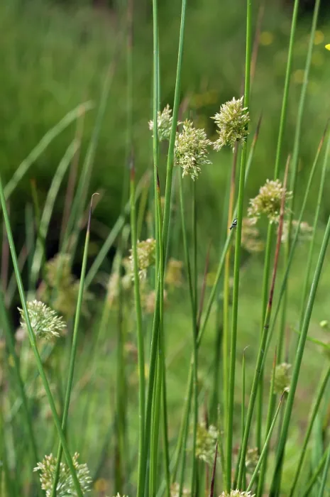 Framed Print : Soft-rush (Juncus effusus), Headley Heath, Surrey, England, UK. June Framed Print : Soft-rush (Juncus effusus), Headley Heath, Surrey, England, UK. June