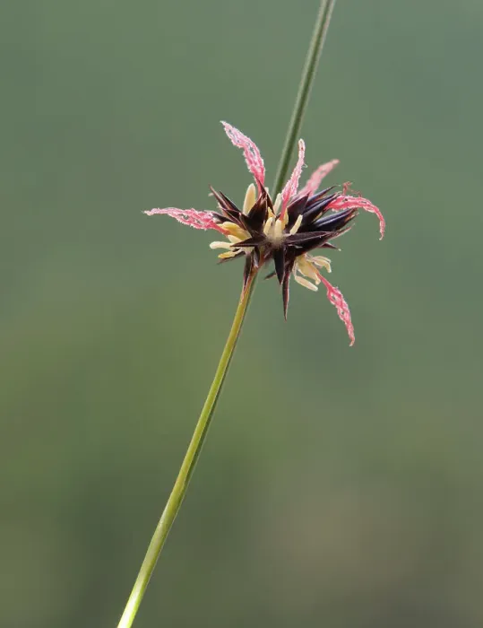Framed Print : Soft rush (Juncus jacquinii) in flower. Queyras, Provence-Alpes-Cotes-d'Azur, France. July Framed Print : Soft rush (Juncus jacquinii) in flower. Queyras, Provence-Alpes-Cotes-d'Azur, France. July