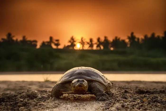 Framed Print : Softshell turtle (Nilssonia sp) walking on sand at sunset Framed Print : Softshell turtle (Nilssonia sp) walking on sand at sunset