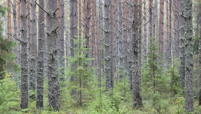 Framed Print : Sokolsky pine forest, young trees growing up amongst tall trunks of older trees, Russky Sever NP Framed Print : Sokolsky pine forest, young trees growing up amongst tall trunks of older trees, Russky Sever NP