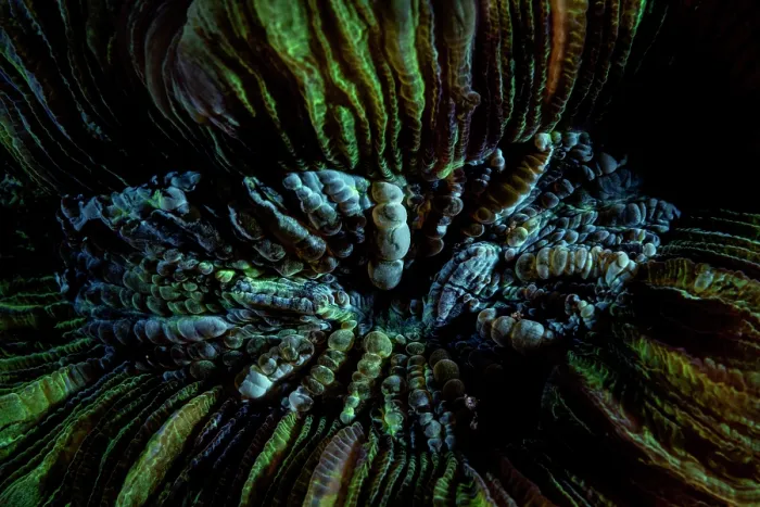 Framed Print : Solitary cup coral (Cynarina lacrymalis) close up, Lembeh Strait, North Sulawesi, Indonesia, Pacific Ocean Framed Print : Solitary cup coral (Cynarina lacrymalis) close up, Lembeh Strait, North Sulawesi, Indonesia, Pacific Ocean